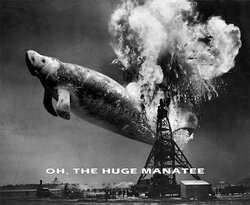Hindenburg_Manatee_4_B&W.jpg Hindenburg_Manatee_4_B&W.jpg