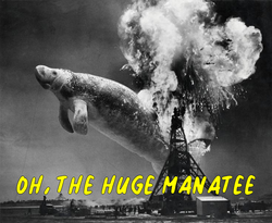 Manatee3.png Manatee3.png