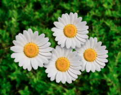 Screen Shot 2022-05-25 at 11.52.26 AM.png