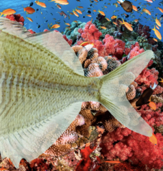 Screen Shot 2022-05-31 at 6.05.27 PM.png Screen Shot 2022-05-31 at 6.05.27 PM.png