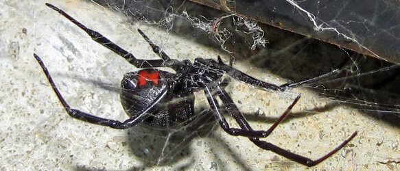 black-widow-spider-pennsylvania.jpg