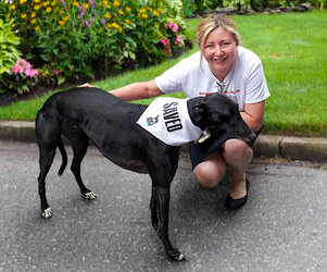 Rescue-Greyhoud.jpg Rescue-Greyhoud.jpg