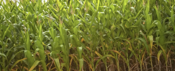 original grass.png original grass.png