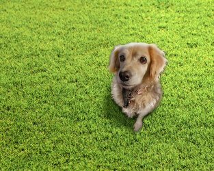 Dog in Grass.jpg