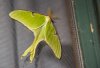 luna moth.jpg