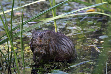 muskrt edited.jpg
