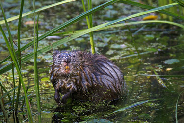 Muskrat.jpg