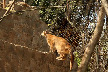 puma_fence edited.jpg