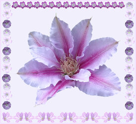 clematis_Nelly_card.jpg