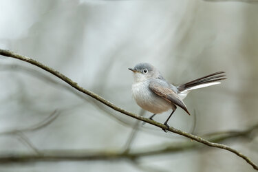 DSC_9922-BlueGrayGnatcatcher.jpg