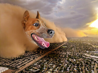 dust-storm-dog-.jpg