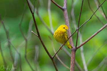 DSC_9993-YellowWarbler.jpg