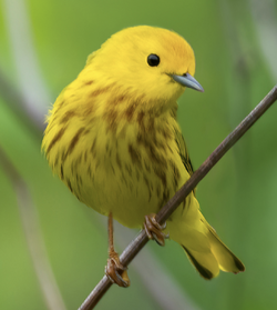 Screen Shot 2024-05-22 at 11.15.49 AM.png