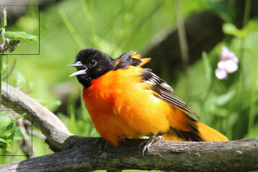 IMG_8616 - Copie.JPG