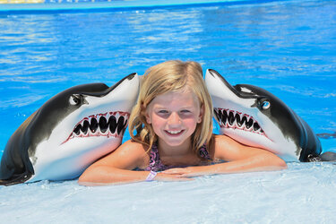 dolphins-to-sharks.jpg dolphins-to-sharks.jpg