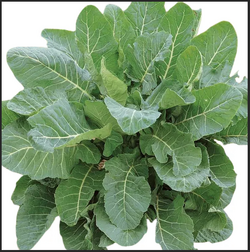 Screen Shot 2025-09-26 at 12.18.23 PM.png