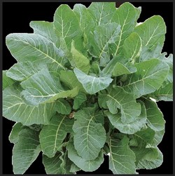 Screen Shot 2025-09-26 at 12.17.51 PM.png