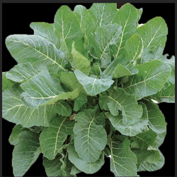 Screen Shot 2025-09-26 at 12.19.00 PM.png