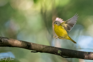 DSC_6145-Nashville (1).png