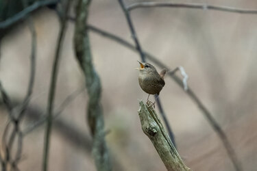 DSC_8571-WinterWren.jpg