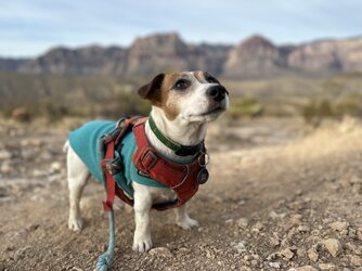 IMG_1650.jpeg IMG_1650.jpeg