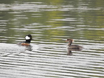 Hooded Merganser pair (1).JPG