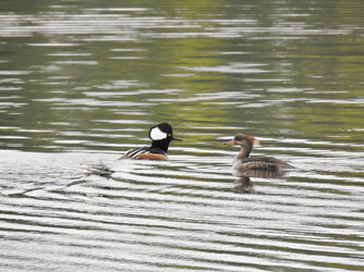 Hooded-Merganser-pair-reduce-spacing.jpg