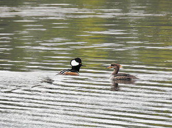 Hooded-Merganser-pair-reduce-spacing-sharpened.jpg