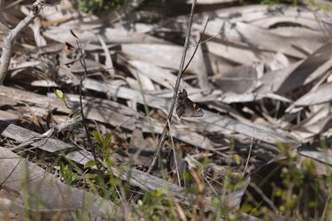 Cofaqui Giant Skipper Help Needed 04122026.jpg Cofaqui Giant Skipper Help Needed 04122026.jpg