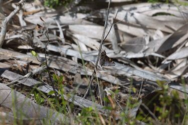 butterfly.jpg butterfly.jpg