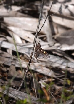 Butterfly.jpg Butterfly.jpg