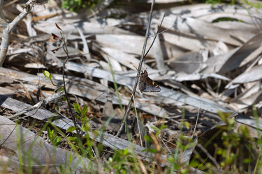 butterflyREV.jpg butterflyREV.jpg