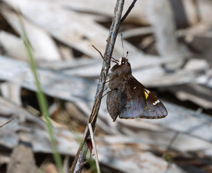 butterflyREVcropped.jpg butterflyREVcropped.jpg