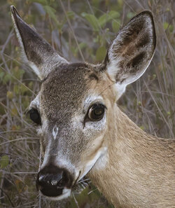 deer.jpg