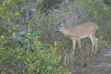 deer-yet-desaturate.jpg