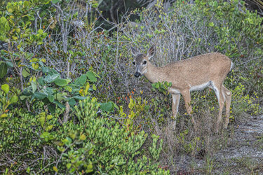 Key-Deer-eyes-and-tone.jpg