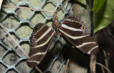 Zebra Longwing With Chrysalis 2 05222026.jpg