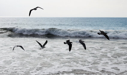ocean-adjust-1.jpg