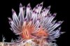 nudibranch.jpg