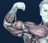 musclefibers.jpg musclefibers.jpg