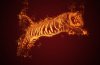 fire tiger.jpg