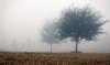 fog_2.jpg