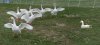 6 geese.jpg