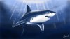 Shark 1080p.jpg