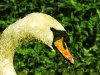 Mute_Swan_Close_Up_02_by_tyrie20011.jpg