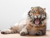 Tiger cat.jpg