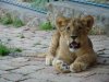 59___lion_cub_by_DragonJaws.jpg