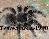 tarantula.jpg tarantula.jpg
