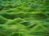 Grass_Field_by_Starna (400 x 300).jpg