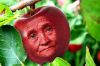 GrannySmithApple_01.png GrannySmithApple_01.png